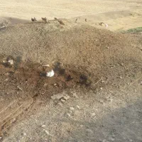 فروش کود حیوانی