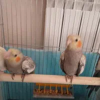 دو تا عروس هلندی جوجه رام رام
