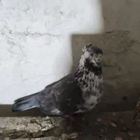 کبوتر|پرنده|شفت, |دیوار