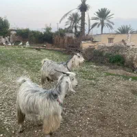 دوراس بز آبستن|حیوانات مزرعه|کازرون, |دیوار