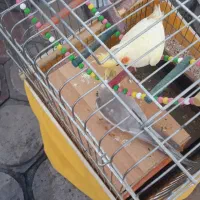 عروس هلندی نروماده مولد