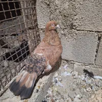 کله.ای نر