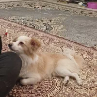 سگ خانگی مناسب آپارتمان