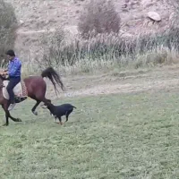 مادیان کرد ۸ساله|اسب و تجهیزات اسبسواری|ورزقان, |دیوار