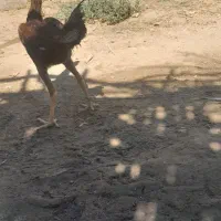 خروس لاری|حیوانات مزرعه|هامون, |دیوار