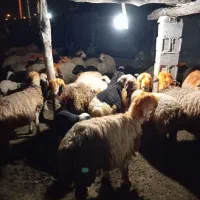 میش‌بختیاری‌‌|حیوانات مزرعه|دهدشت, |دیوار