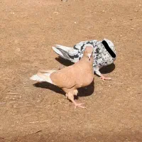 کفتر دمسفید دوجفت