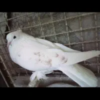 کبوتر سفید کاکلی پا پر  کاکلی دم زرد  هما خال زرد