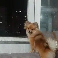 سگ گمشده|حیوانات|فسا, |دیوار