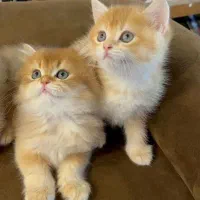 گربه بریتیش اسکاتیش