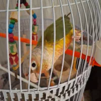 گرنجیک آناناسی باقفس