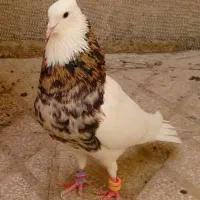 ده تا کفتر دو میلیون