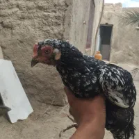 ماکیان