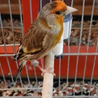 واگذاری سهره‌قناری