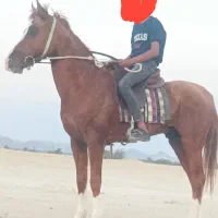 اسب|اسب و تجهیزات اسب‌سواری|بندرعباس, |دیوار