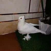 کبوترشهری چینی نریه پری|پرنده|گتوند, |دیوار