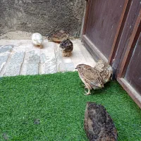 بلدرچین مرغ خروس