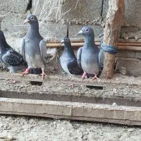 آلمانی جوانه با یک جفت جوجه