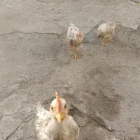 جوجه  مرغ خروس
