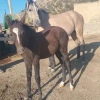 سلام  ماده  هست