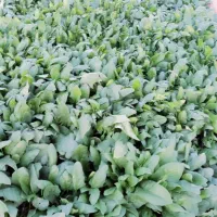 شوید و اسفناج|خوردنی و آشامیدنی|امیرآباد, |دیوار