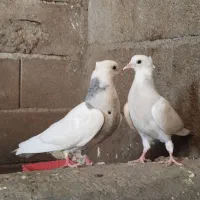 طوقی|پرنده|خانمیرزا, |دیوار