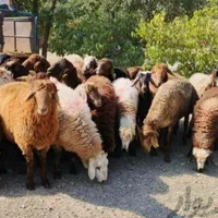 فروش بره نر جوان گوسفند چاق قربانی باقصابی|حیوانات مزرعه|قم, امامزاده ابراهیم|دیوار