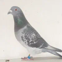 کبوترمسافتی