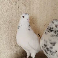 خال سبز ضمانت ساعت چشم قشنگ کشیده اصیل|پرنده|خاش, |دیوار