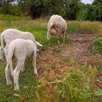 گوسفند و دو بره ماده لاکن اصل فرانسه
