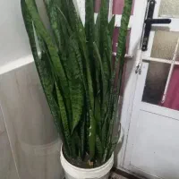 گل سانسوریا