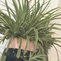 نیازمنده اجاره رحم هستم