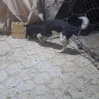 سگ پاکوتا معاوضه باپرنده|سگ|بیرجند, |دیوار