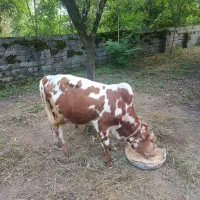 گوساله نر
