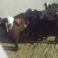 بره|حیوانات مزرعه|الیگودرز, |دیوار