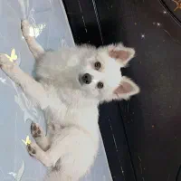 سگ پامر اشپیز.  نر