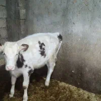 گوساله باب داشتی و قصابی