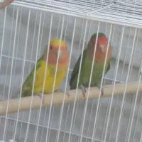 طوطی کوتوله