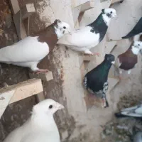 کبوتر رنگی|پرنده|شیراز, گویم|دیوار