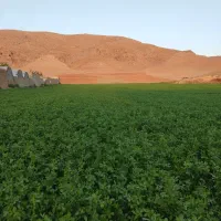 فروش  یونجه