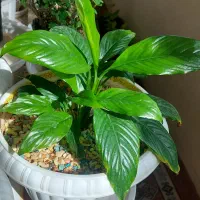 گلهای مخصوص هال و چند وسیله خونه