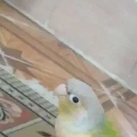 گمشده پرنده گیرینچیگ|حیوانات|مشهد, شهرک امام سجاد|دیوار