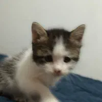 بچه گربه های نر وماده میکس پرشین|گربه|گرگان, |دیوار