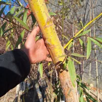 بید مجنون پیوندی طلایی سبز فر سبز