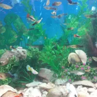 ماهی گوپی|ماهی|پاکدشت, خاتون آباد|دیوار