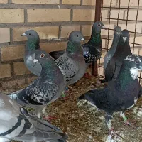 کبوتر|پرنده|باوی, |دیوار