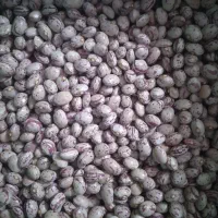 لوبیا چیتی بذری خمین