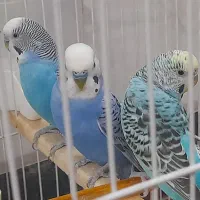 مرغ عشق یک ماده دوتا نر بالغ سالم