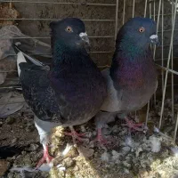 کبوتر پرشی|پرنده|حمیدیا, |دیوار