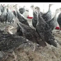300عددجوجه بوقلمون|حیوانات مزرعه|اردبیل, |دیوار